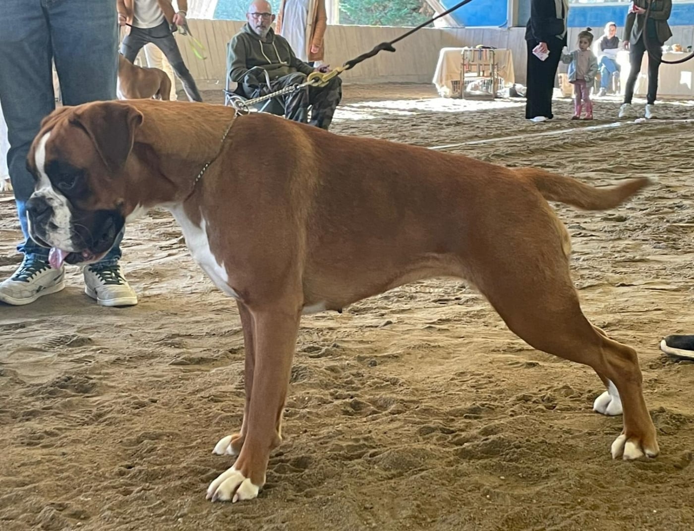 Vaiana Des Gardiens De Chami