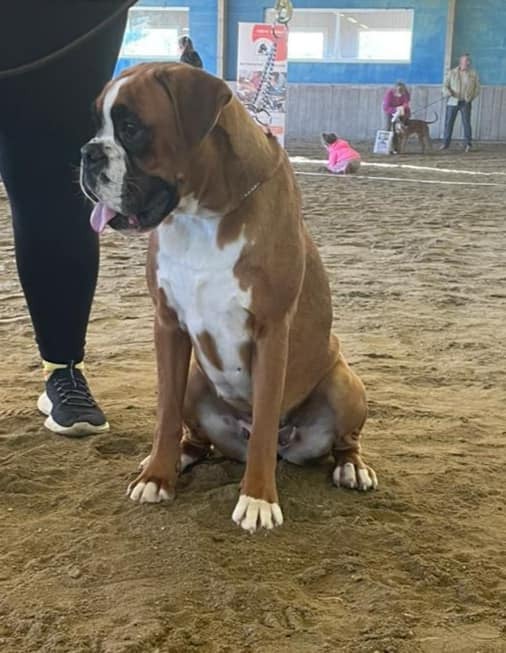 Vaiana Des Gardiens De Chami