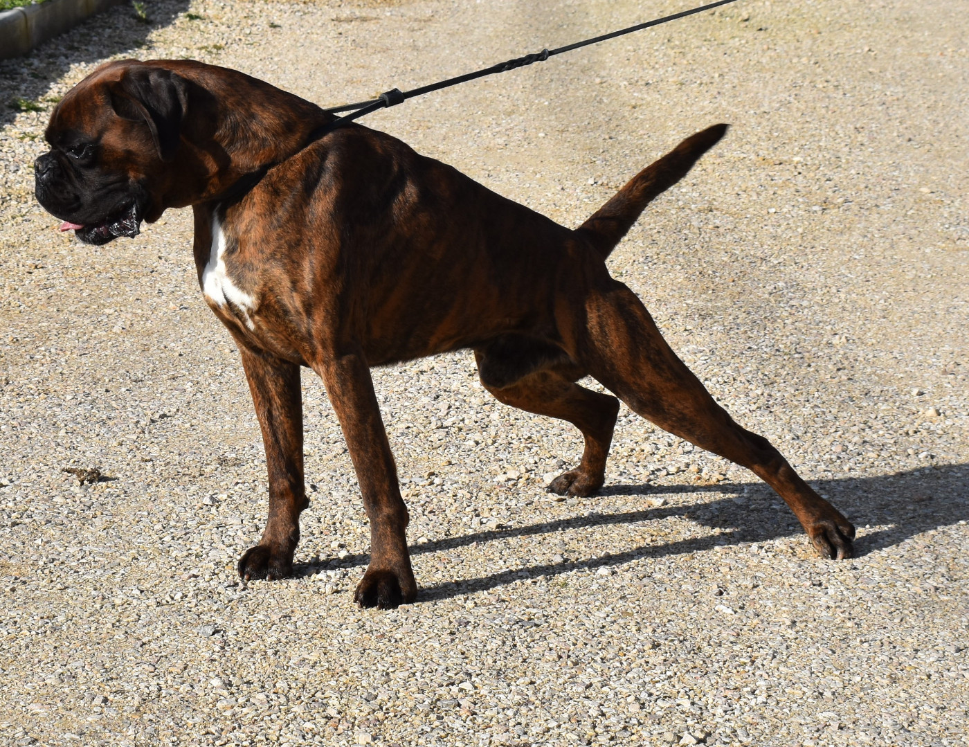 Someca Boxer Brezhoneg