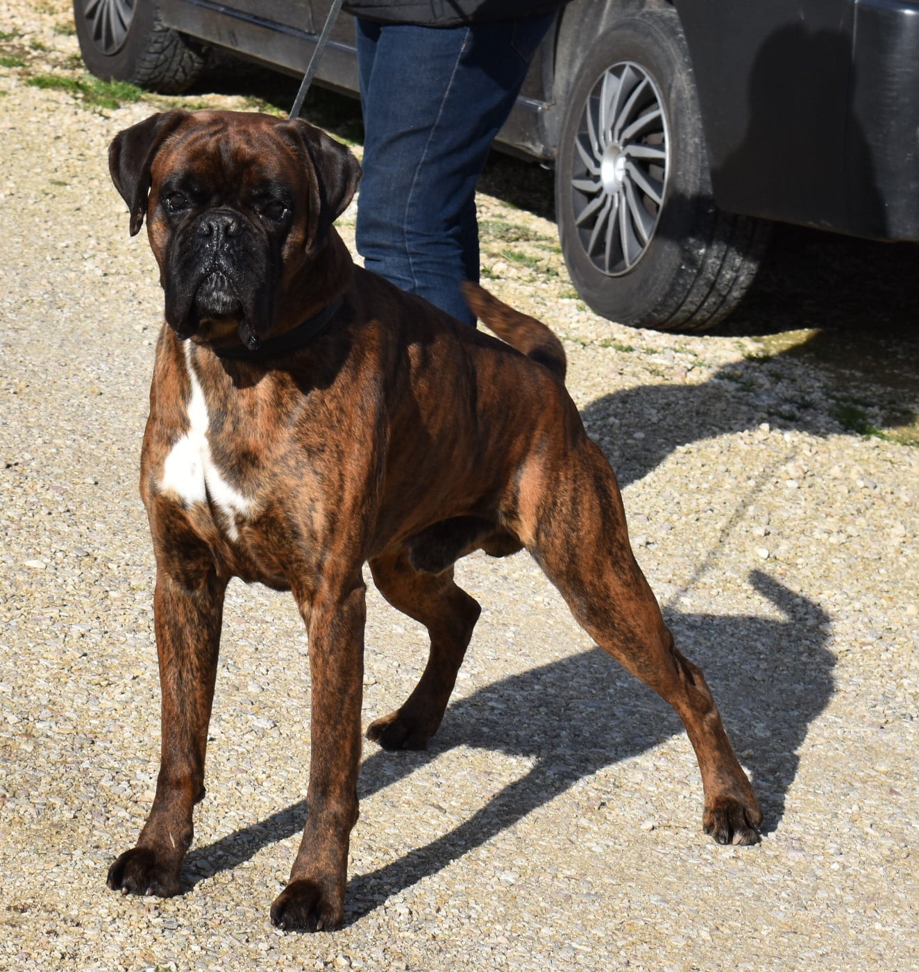 Someca Boxer Brezhoneg