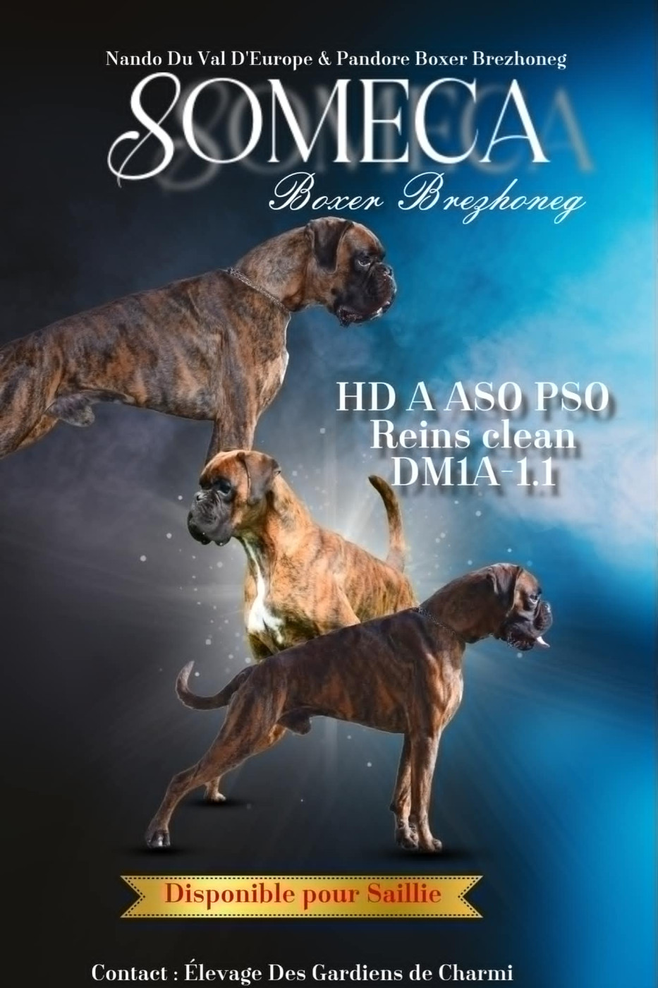 Someca Boxer Brezhoneg