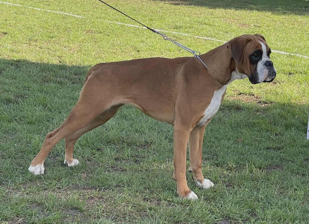 Vaiana Des Gardiens De Chami