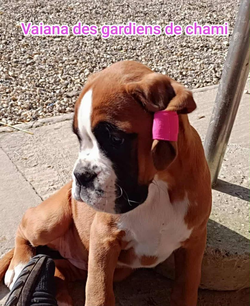 Vaiana Des Gardiens De Chami