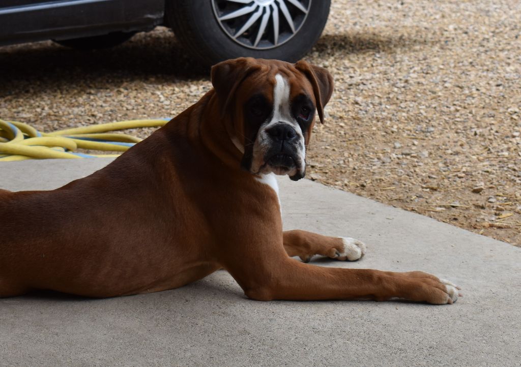 Vaiana Des Gardiens De Chami