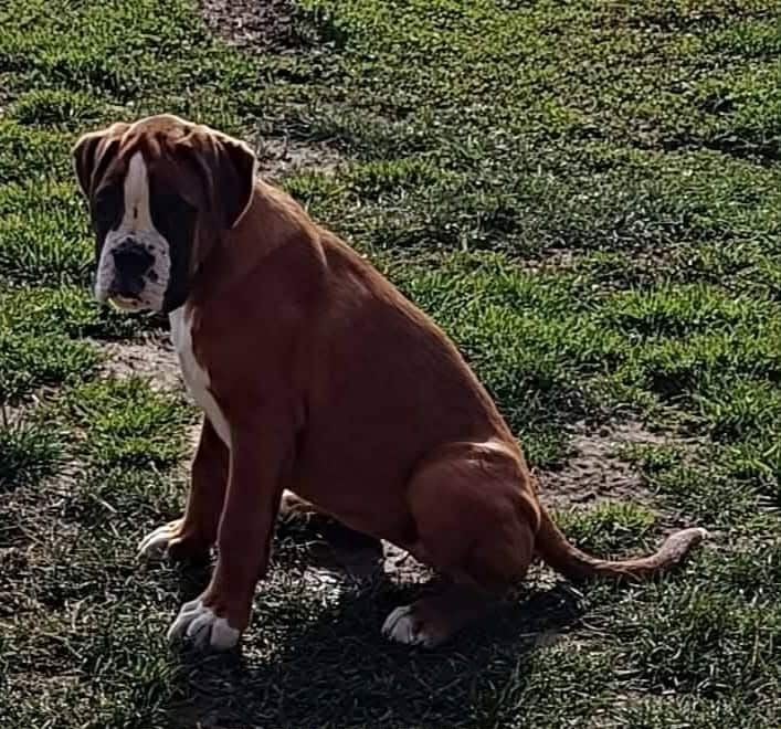 Vaiana Des Gardiens De Chami