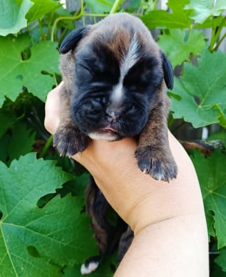 Les chiots de Boxer