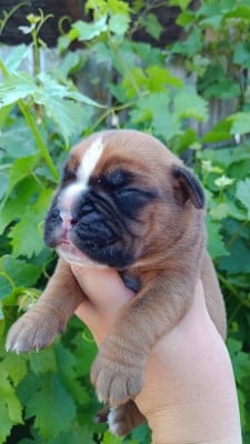 Les chiots de Boxer