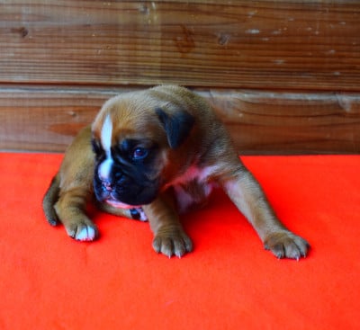 Les chiots de Boxer