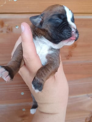 CHIOT 1 - Boxer