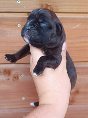 CHIOT 2 - Boxer