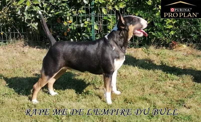 Rape me de l'Empire du Bull - 1er Excellent - Meilleur Jeune