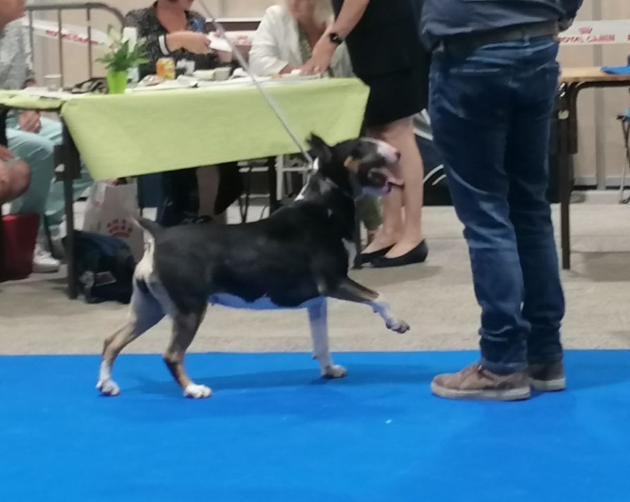 Rape me de l'Empire du Bull - 1er Excellent CACS - BOS