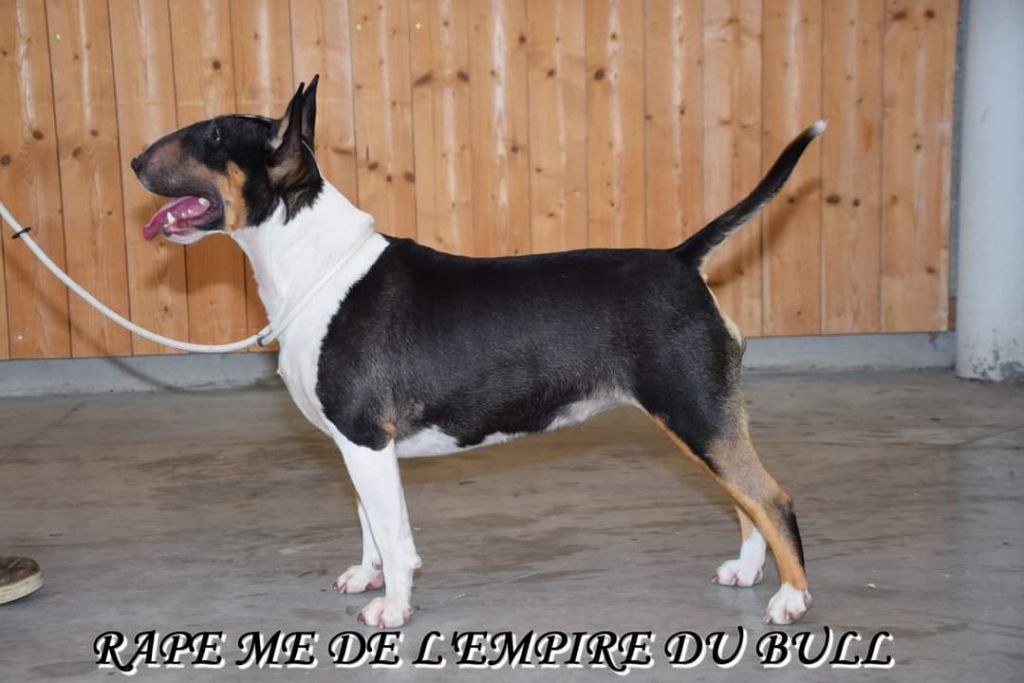 Rape me de l'Empire du Bull - 1er Excellent