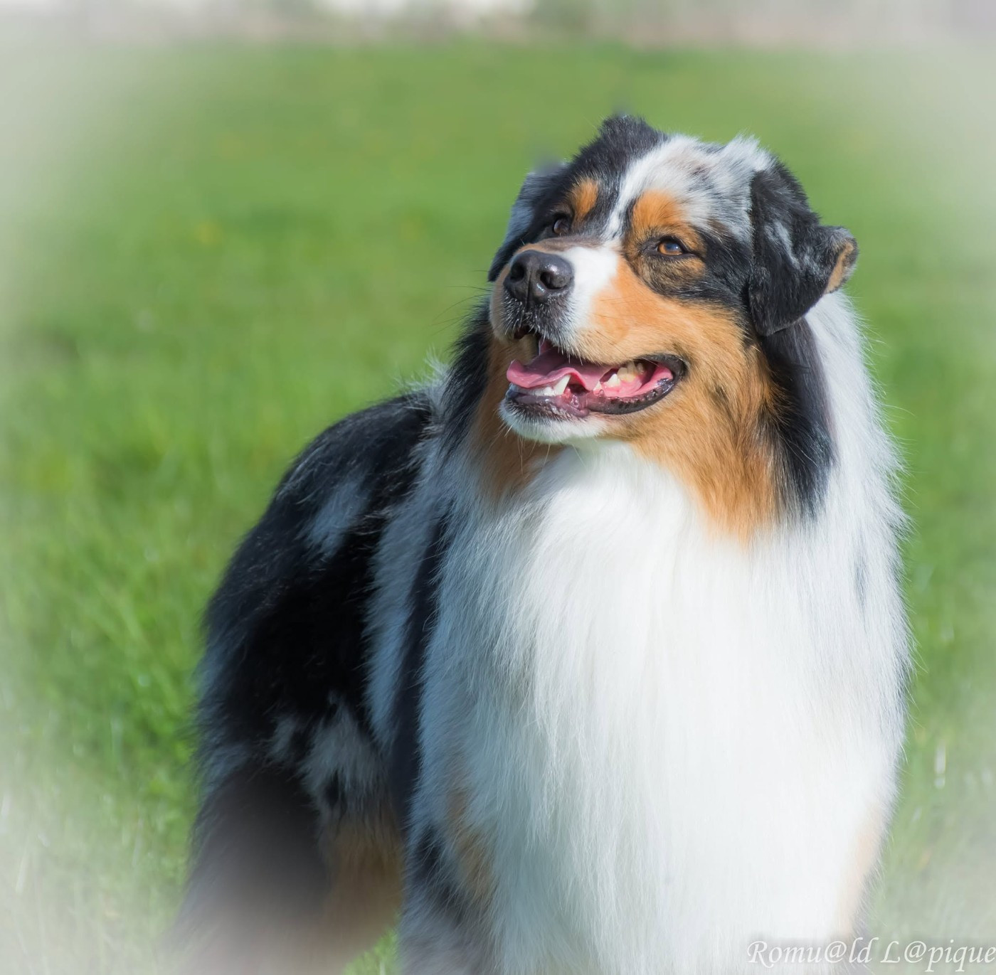 You're driving me crazy moto pies