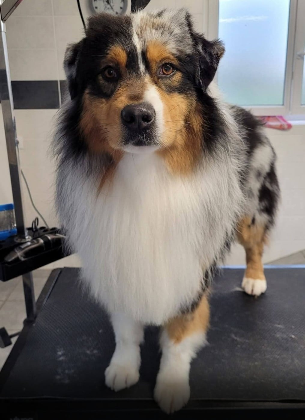 You're driving me crazy moto pies