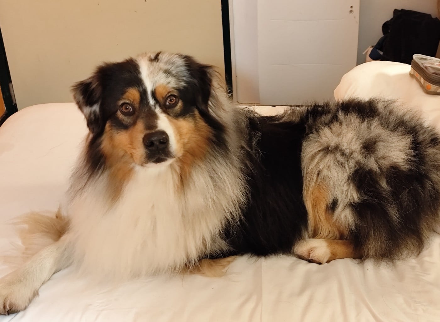 You're driving me crazy moto pies