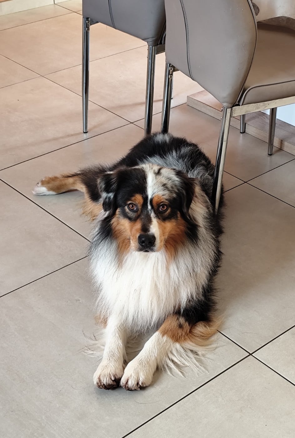 You're driving me crazy moto pies