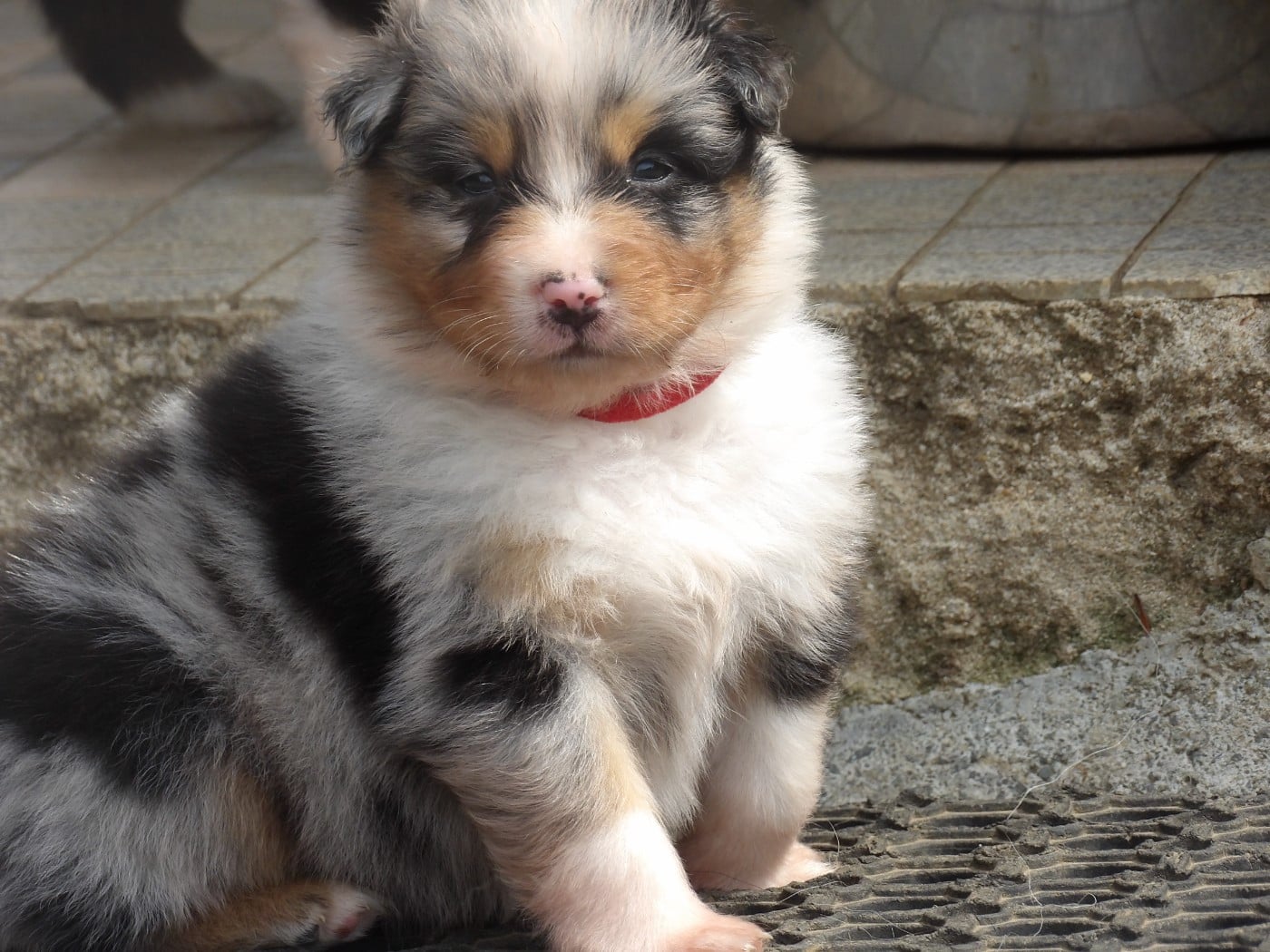 Mâle bleu merle