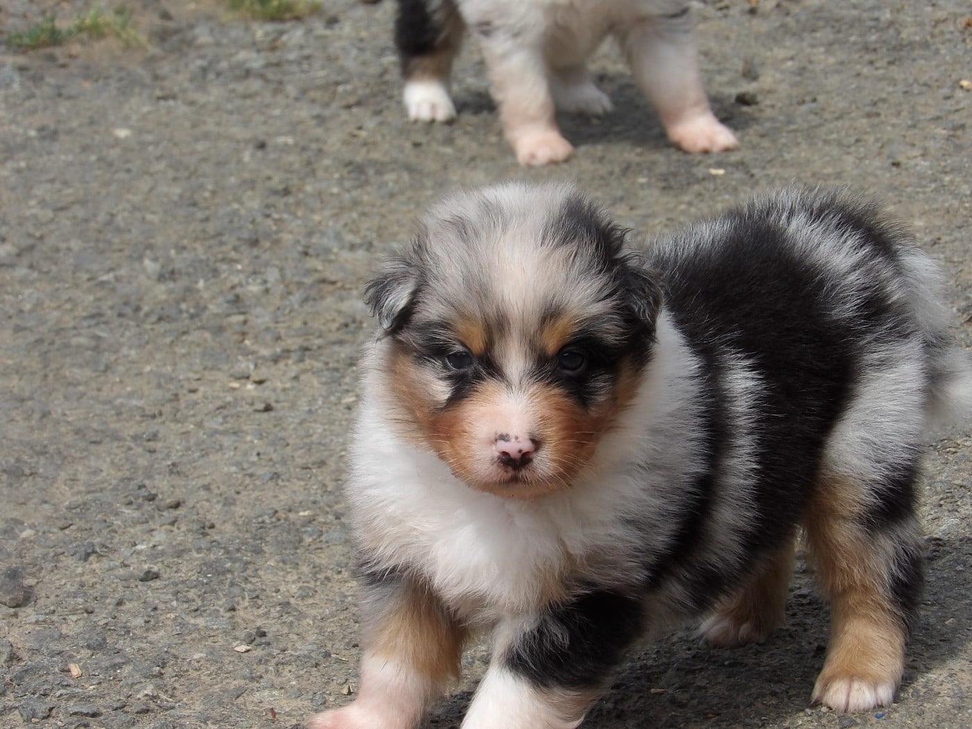 Mâle bleu merle