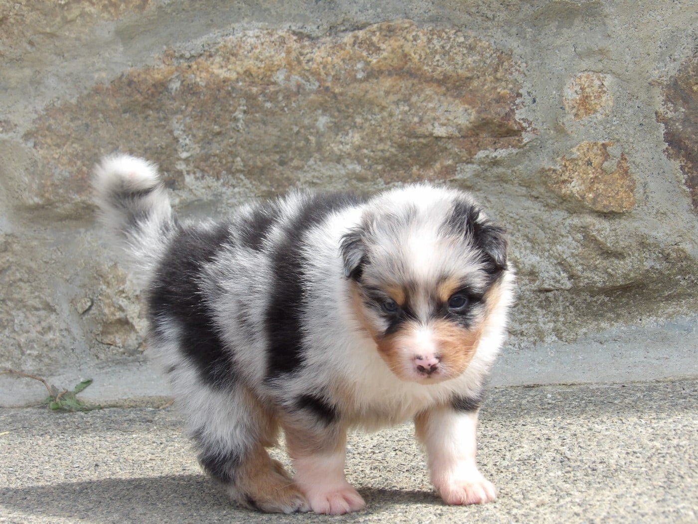 Mâle bleu merle