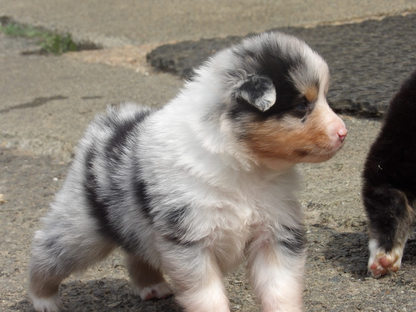 Mâle bleu merle