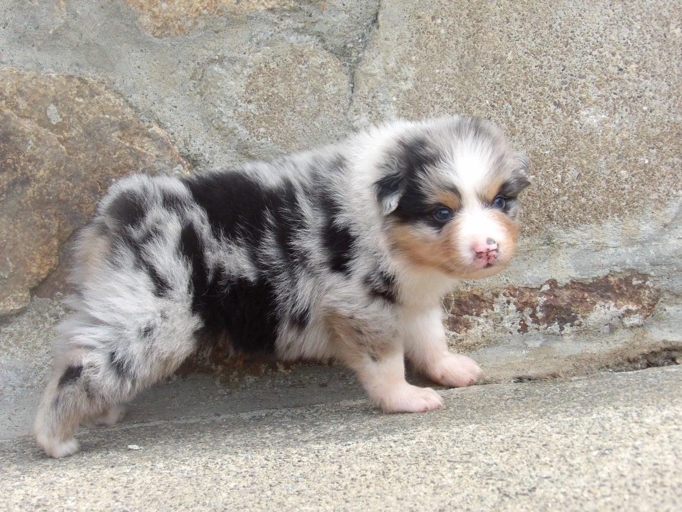 Mâle bleu merle