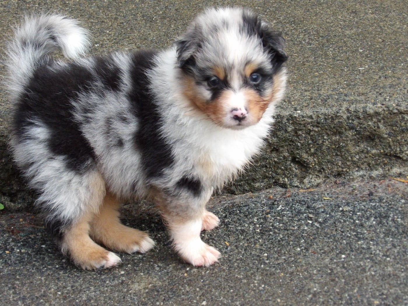 Mâle bleu merle