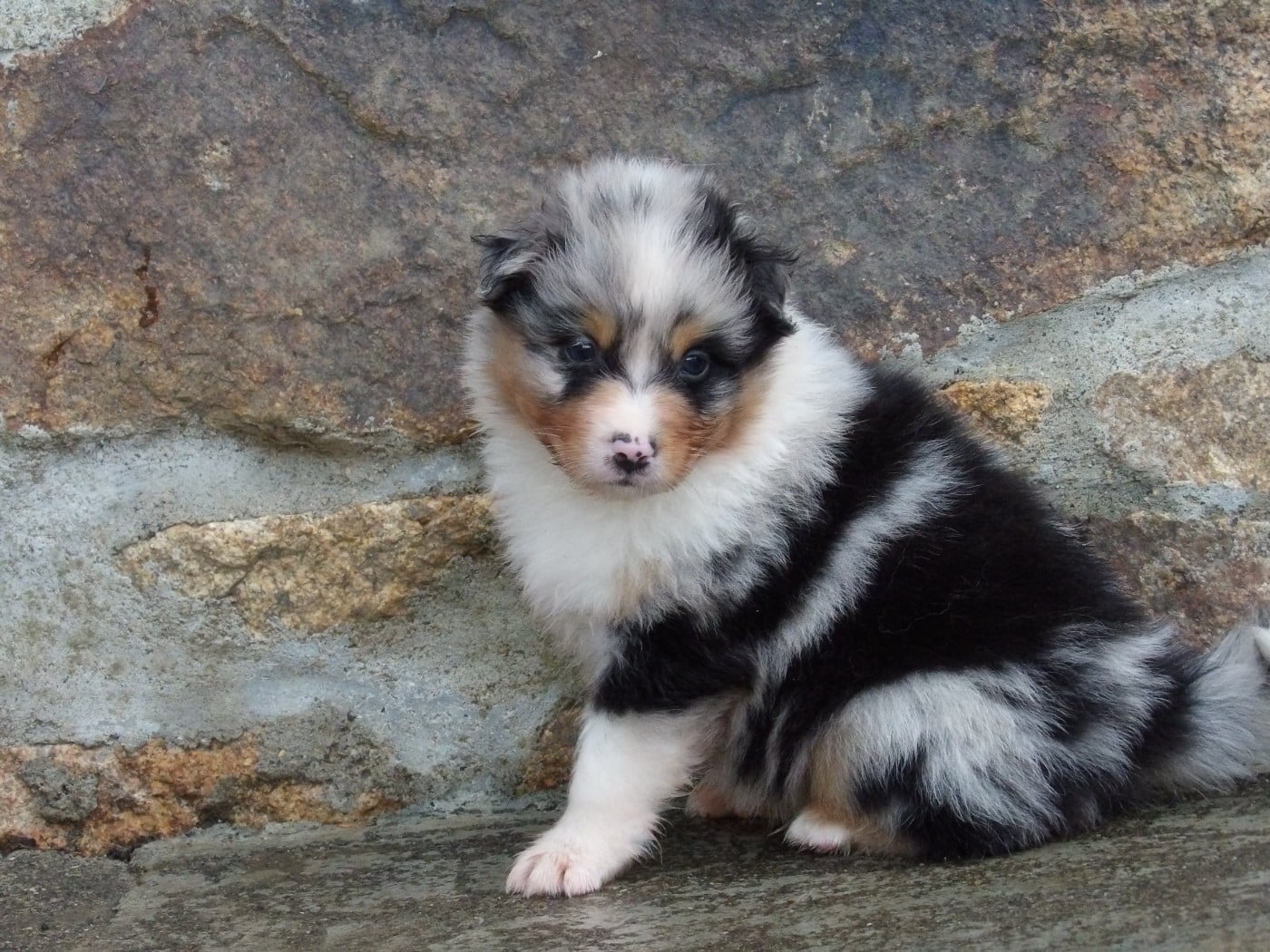 Mâle bleu merle