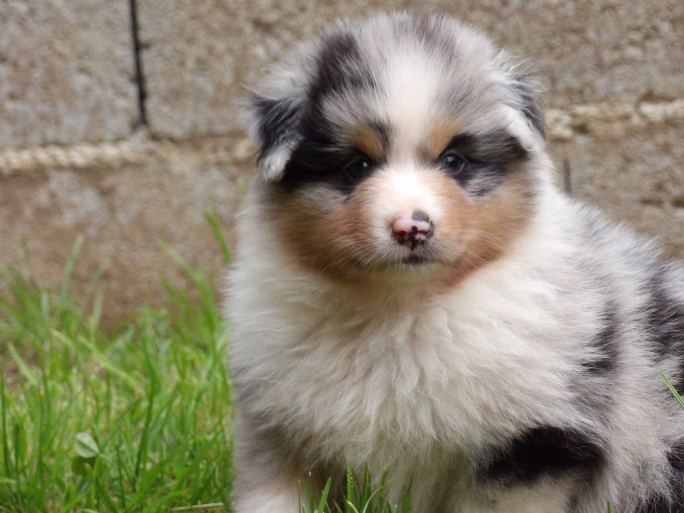 Mâle bleu merle