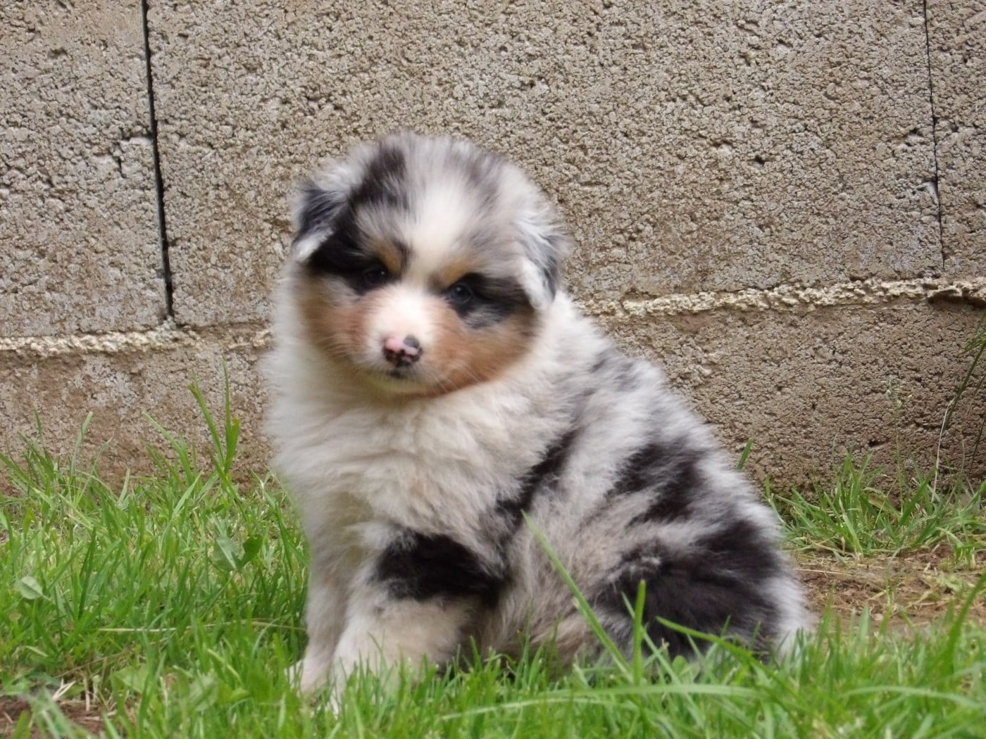 Mâle bleu merle