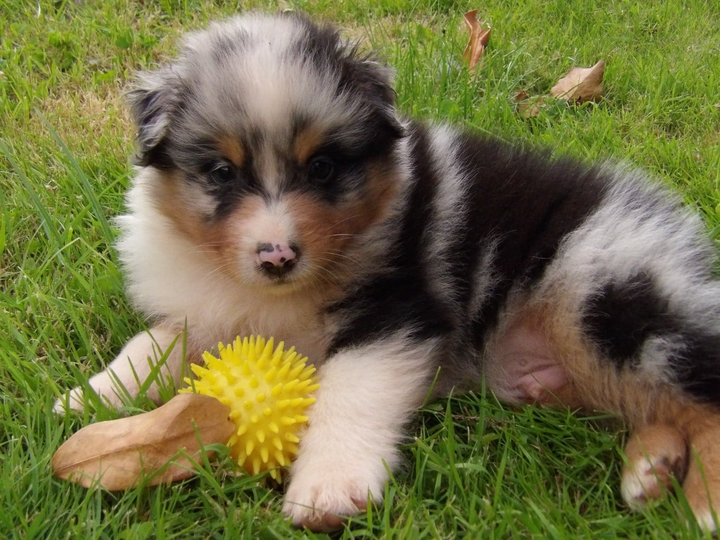 Mâle bleu merle