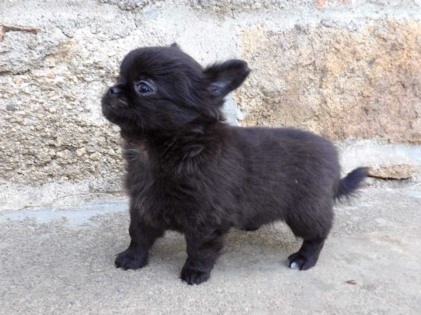 Baila femelle noire