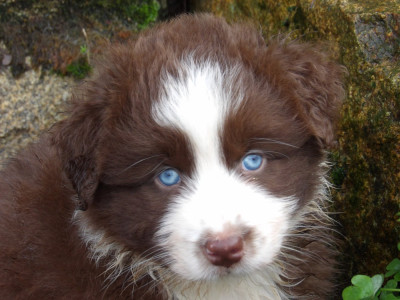 Les chiots de Berger Australien