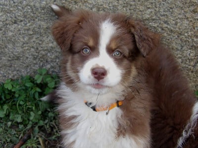 Les chiots de Berger Australien