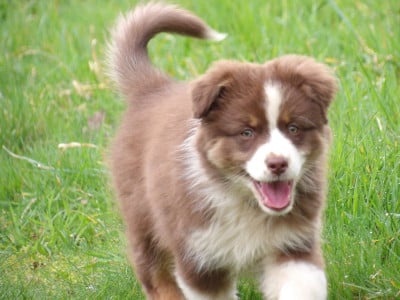 Les chiots de Berger Australien