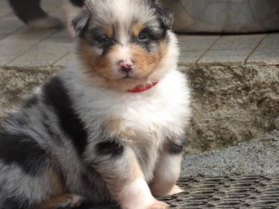 Les chiots de Berger Australien
