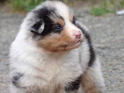 Les chiots de Berger Australien