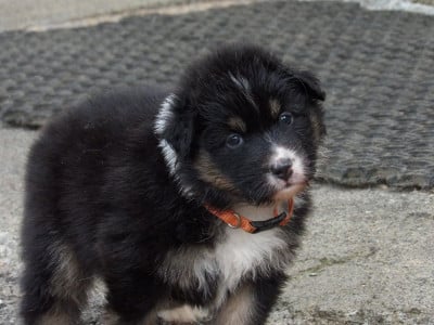 Les chiots de Berger Australien