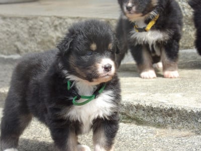 Les chiots de Berger Australien