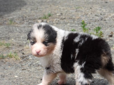 Les chiots de Berger Australien