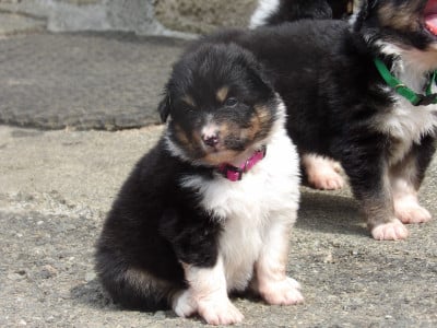 Les chiots de Berger Australien