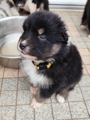 Les chiots de Berger Australien