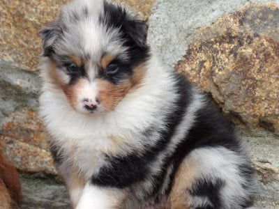 Les chiots de Berger Australien