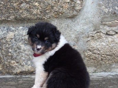 Les chiots de Berger Australien