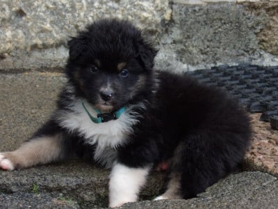 Les chiots de Berger Australien