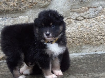 Les chiots de Berger Australien