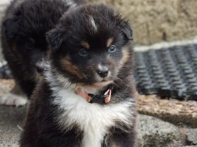 Les chiots de Berger Australien