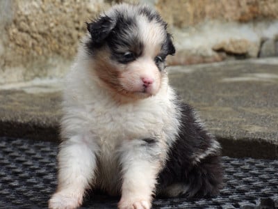 Les chiots de Berger Australien