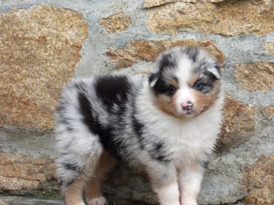 Les chiots de Berger Australien
