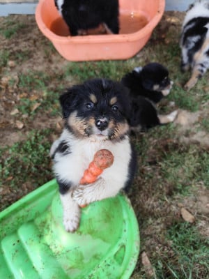 Les chiots de Berger Australien